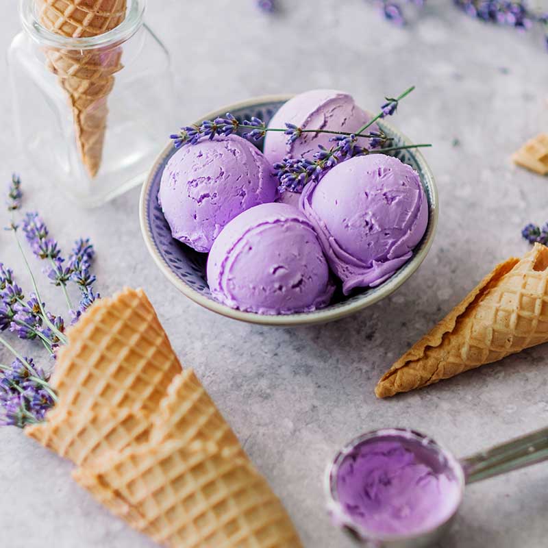 lavender plant buds Lavender Flower Buds - Edible Flowers